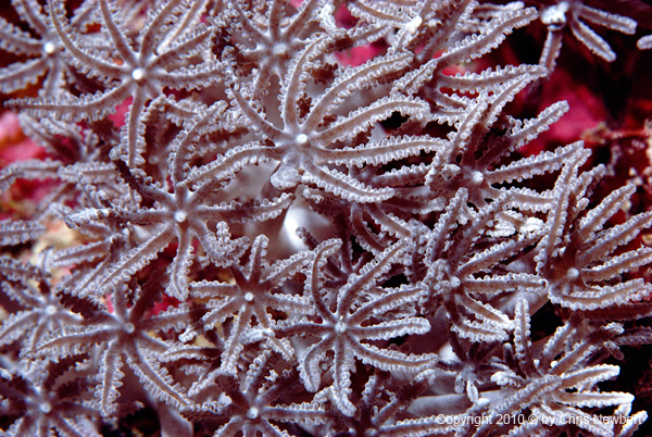 49-SEA256 backlit natural images for windows, doors and skylights