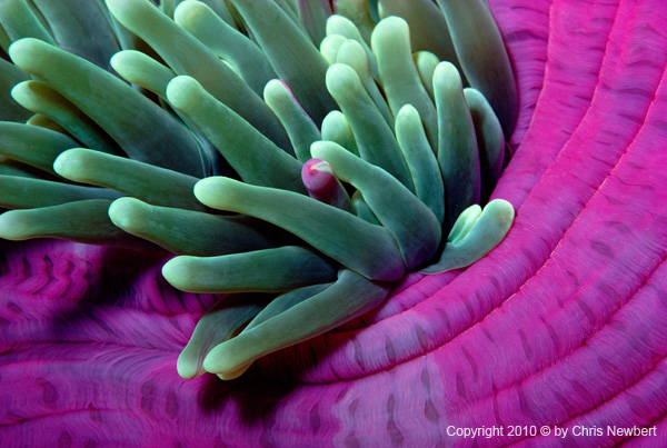 52-SEA279 Heteractis magnifica, Chris Newbert and Birgitte Wilms underwater photography for Voices of the Earth