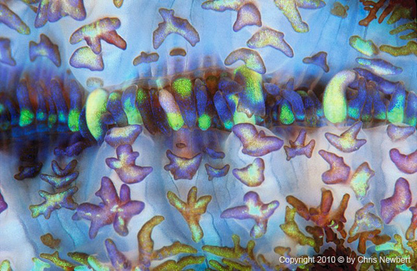 53-SEA203 images for children's healthcare design by Voices of the Earth