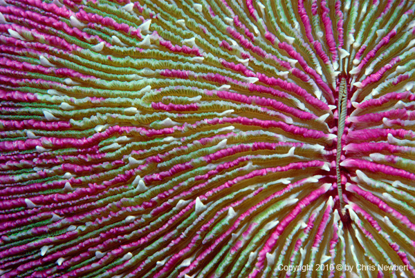 56-SEA284 mushroom coral, Natural images creating tranquil environments in healthcare facilties