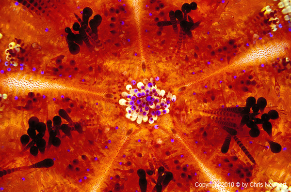 65-SEA273 Natural images fused into tabletops bring a sense of wonder to meal service areas