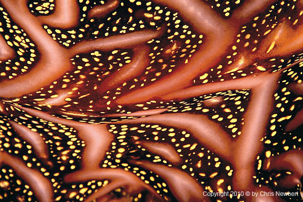 66-SEA205 Natural images fused into tabletops bring a sense of wonder to meal service areas