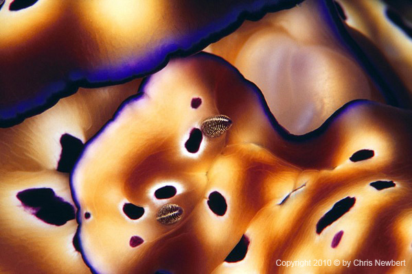 68-SEA220 nudibranch, noise reducing wall and ceiling coverings reduce stress, and promote rest