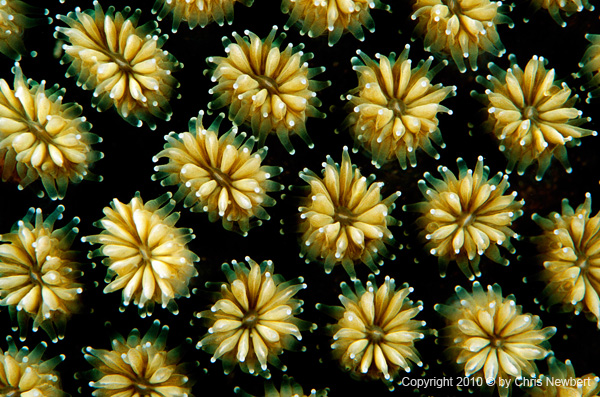 74-SEA287 Underwater photography by Chris Newbert and Birgitte Wilms for Voices of the Earth