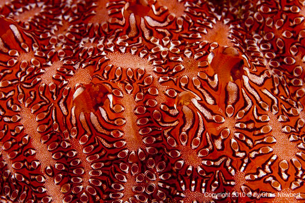 83-SEA212 mages printed onto eco or fine fabric, ultra suede, silk, linen, canvas, cotton, polyester, plush and velvet