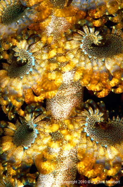 88-SEA223 Resin topped, lit from below or inlaid furniture for countertops, desks, tables, headboards