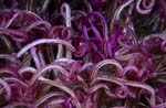094-SEA314 anemone, by Chris Newbert, 