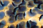 108-SEA246 anemone, by Chris Newbert, 