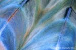 13-SEA201 lion fish fin by Birgitte Wilms for Voices fo the Earth inspirational photogrpahy for interior design