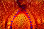 17-SEA290 Chris Newbert underwater photography for business, retail, yachts, hotels, spas, hospitals