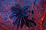 18-SEA257 Chris Newbert underwater photography for business, retail, yachts, hotels, spas, hospitals
