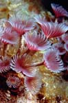 59-SEA253 tube worms, images reproduced in sustainable interior design materials for LEED construction