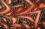 66-SEA205 Underwater images reproduced in IMO certified fabric and IMO certified wall coverings for use on cruise ships