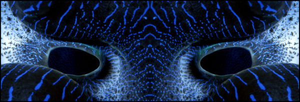 Voices of the Earth logo