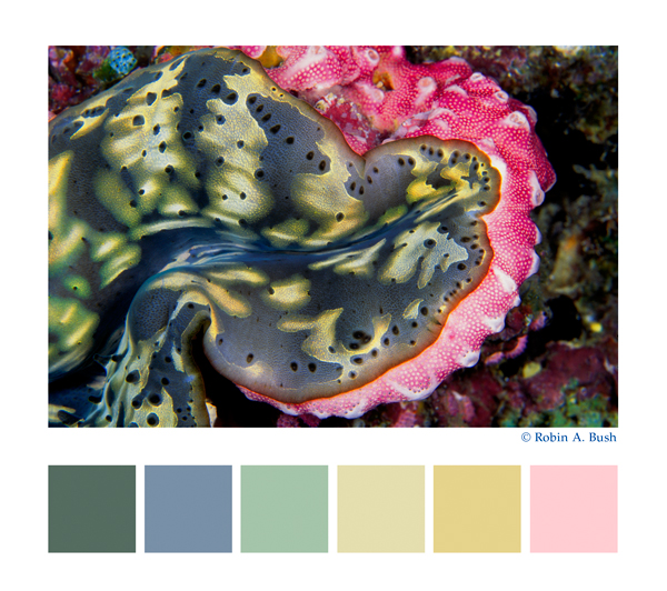 palettes, Voices of the Earth inspirational fine art underwater photography for custom interior design products:  fabric, furniture, lit displays, window and wall coverings, lighting for yachts, residential, business, healthcare interiors and architecture
